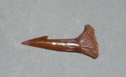 Fossilized Cambrian thorn (odontopleurida).

L:...