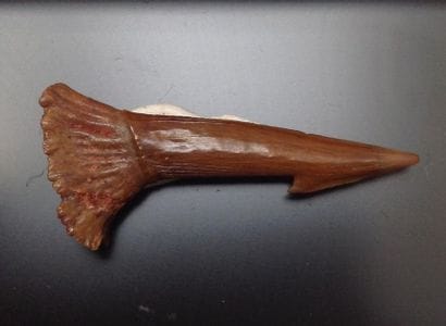 Fossilized Cambrian thorn (odontopleurida).

L:...