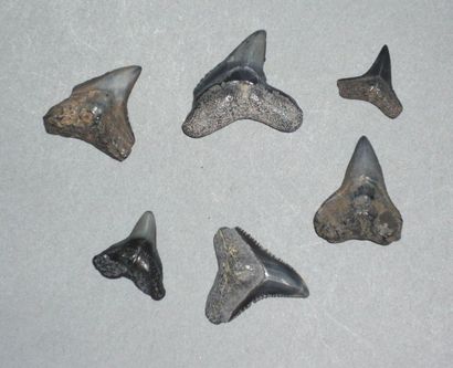 Set of 6 baby black teeth of fossilized baby...