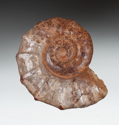 Polished perisphincter ammonite

44x37x10cm,...