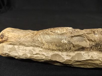 
Poisson fossile sur nodule, face ventrale....
