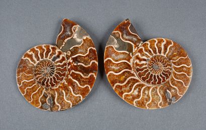 Whole calcified ammonite, cut in 2 in the...