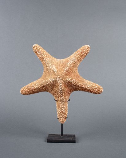 Etoile de mer, soclée

24cm