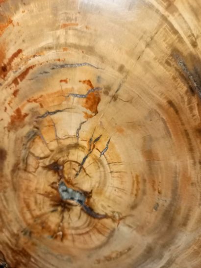 
Slice of petrified wood in perfect condition....