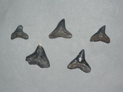 Ensemble de cinq dents noires de bébés requins...