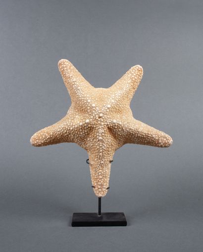 Etoile de mer, soclée

26cm