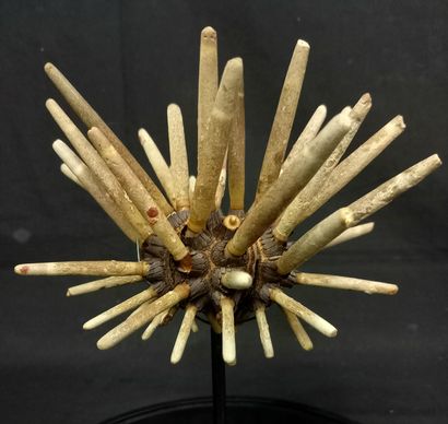 Oursin crayon naturel en globe. H: 37cm sur...