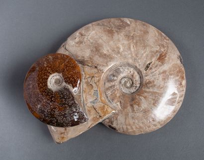 Block of 2 ammonites, the smaller one showing...