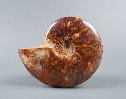 Whole uncut calcified ammonite, the polish...