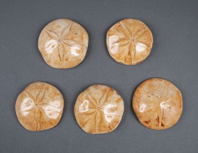Set of 5 fossil sea urchins. 7 to 8cm each...