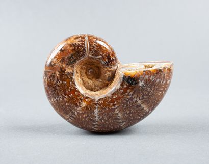 Ammonite dendritique entière calcifiée non...