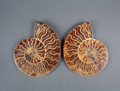 Whole calcified ammonite, cut in 2 in the...