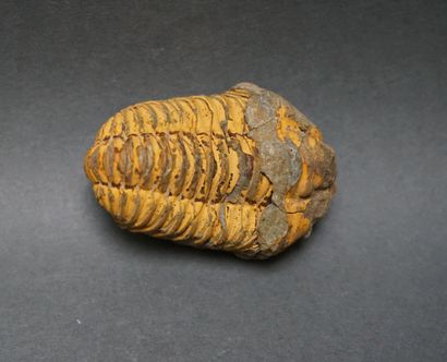 Trilobite du Paléozoïque supérieur. L: 6,5cm....