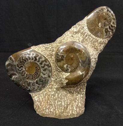 
Block with 3 polished ammonites and a pearly...