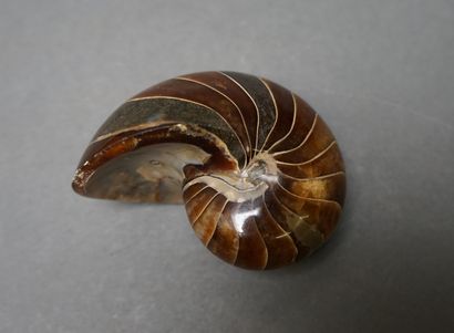 Small beige ammonite in the natural calcified....