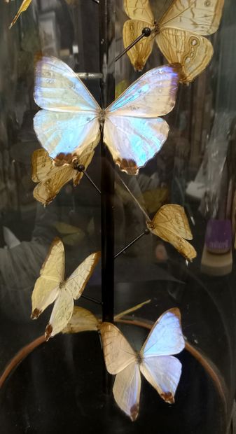 
Globe Napoléon III avec morpho Sulkowskyi...