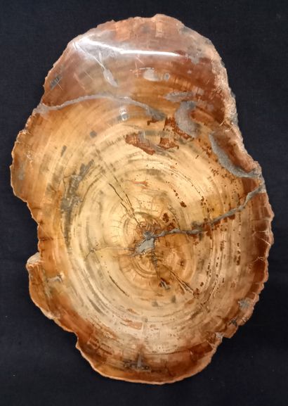 
Slice of petrified wood in perfect condition....