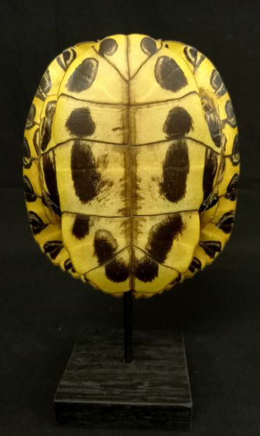 Belle carapace de tortue sur socle, Trachemys...