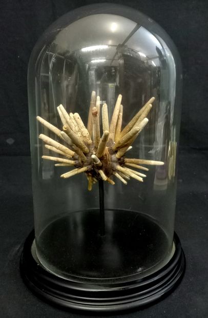 Oursin crayon naturel en globe. H: 37cm sur...