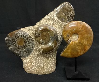 
Block with 3 polished ammonites and a pearly...