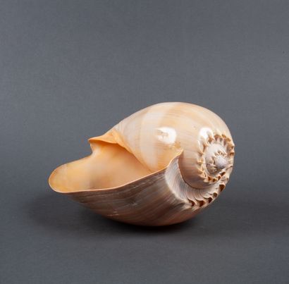 Gros coquillage Cymbium. Bel état

26x17...