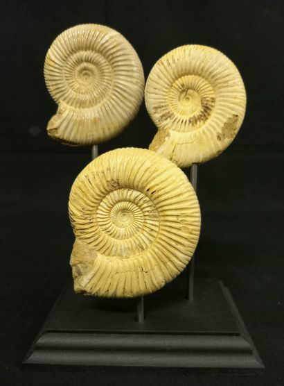 
Présentation originale pour ces 3 ammonites...