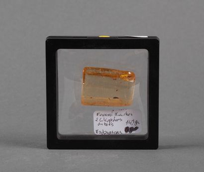 Pale yellow amber block with fly ant and...