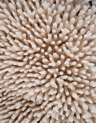 Impressionant corail 