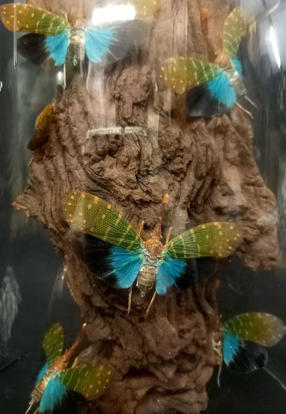 
Belle présentation en globe de verre de...