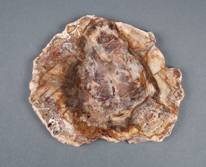 Araucaria fossilized wood slice

20.5x18x1cm,...