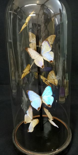 
Globe Napoléon III avec morpho Sulkowskyi...