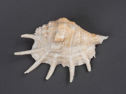 Gros coquillage Lambis, 7 branches (celle...
