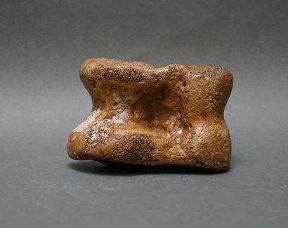 Vertèbre de bison priscus de mer du Nord...