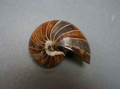 Small beige ammonite in the natural calcified....