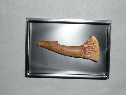 Epine (odontopleurida) fossilisé du Cambrien....