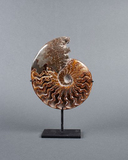Belle ammonite dendritique calcifiée non...