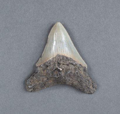 Dent de Mégalodon Carcharodon de couleur...