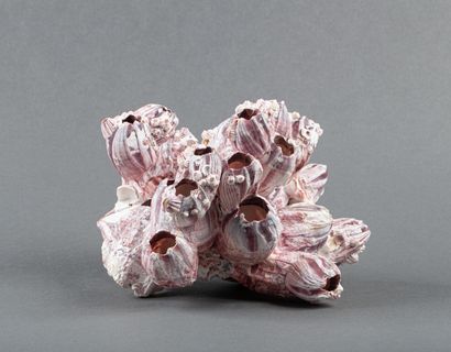 Concrétion de balanne rose, 16x23cm envi...