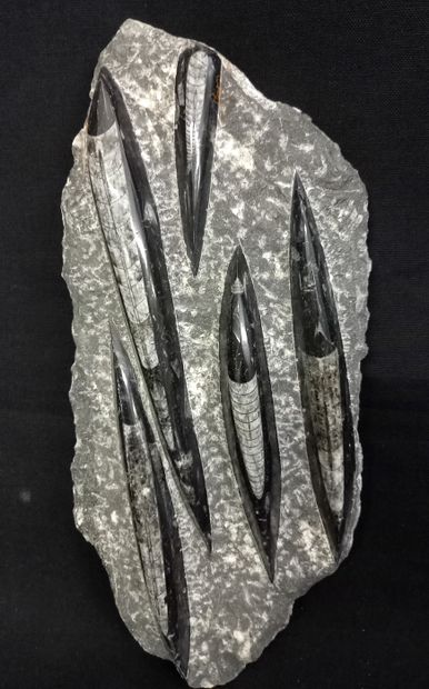 
Bloc d'Orthocéras du Maroc. 32x14cm, 2....