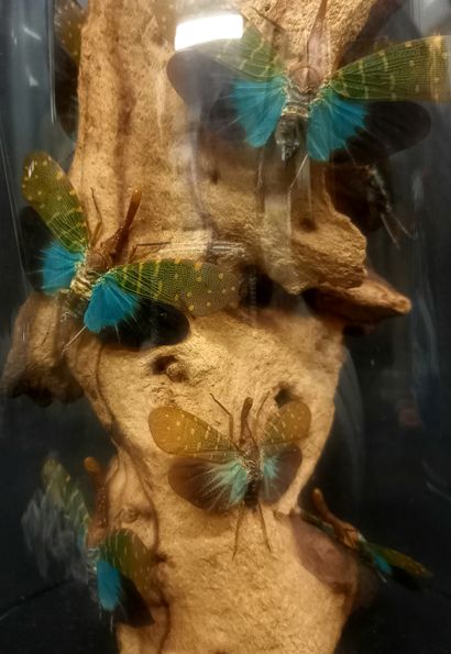 
Belle présentation en globe de verre de...