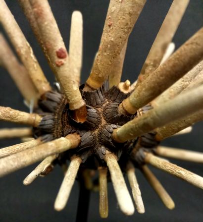 Oursin crayon naturel en globe. H: 37cm sur...