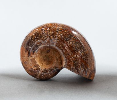 Ammonite dendritique entière calcifiée non...
