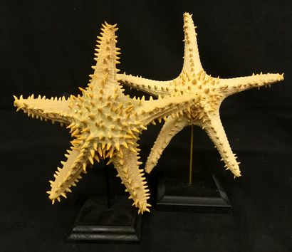Lot de 2 étoiles de mer à corne sur base....