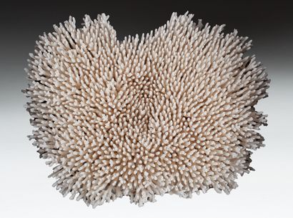 Impressionant corail 