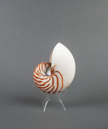 Nautile sur socle en plexi, importé avant...