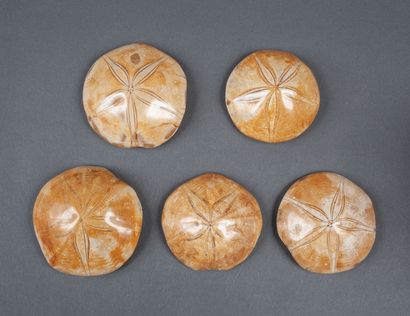 Set of 5 fossil sea urchins. 7 to 8cm each...