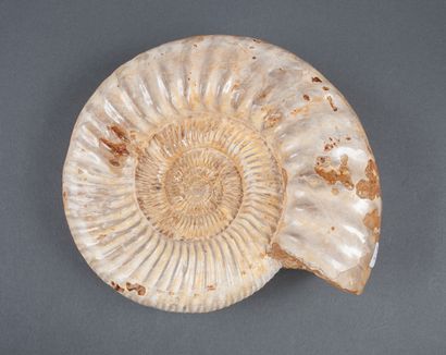 Large uncut calcified whole ammonite, slightly...