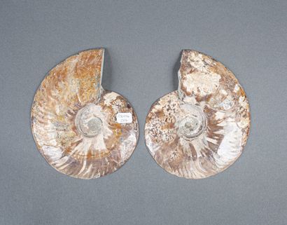 Whole calcified ammonite, cut in 2 in the...