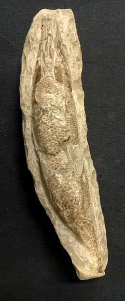 
Poisson fossile sur nodule, face ventrale....