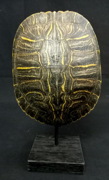 Belle carapace de tortue sur socle, Trachemys...